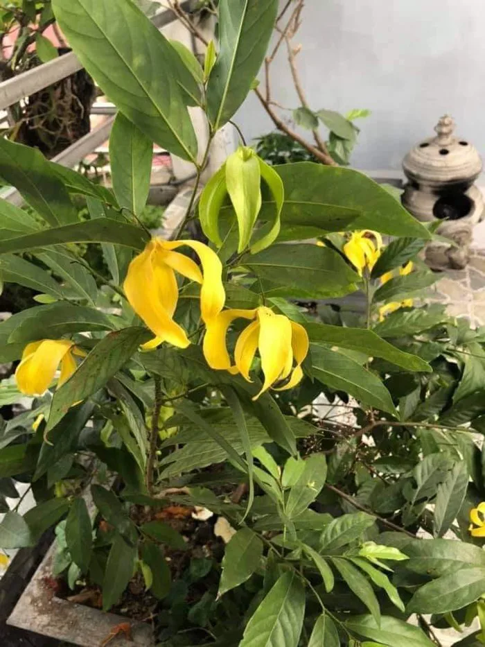 Nhớ mùa hoa dẻ