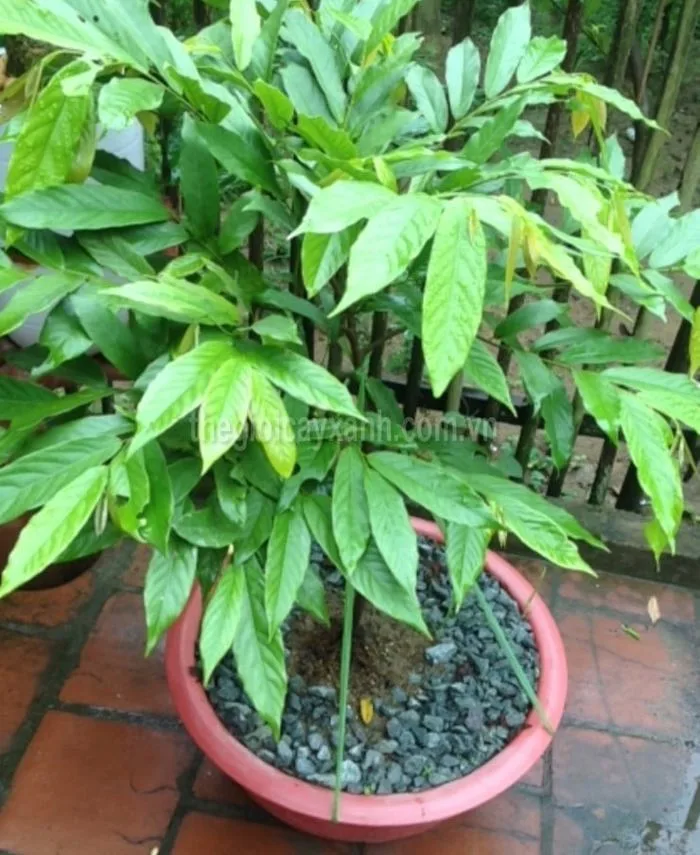 Chuyên cung cấp và trồng cây hoa dẻ uy tín giá rẻ nhất thị trường