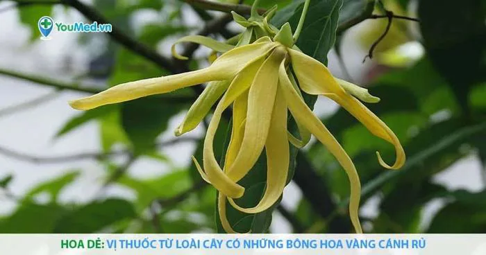 Hoa dẻ: Vị thuốc từ loài cây có những bông hoa vàng cánh rủ - YouMed News