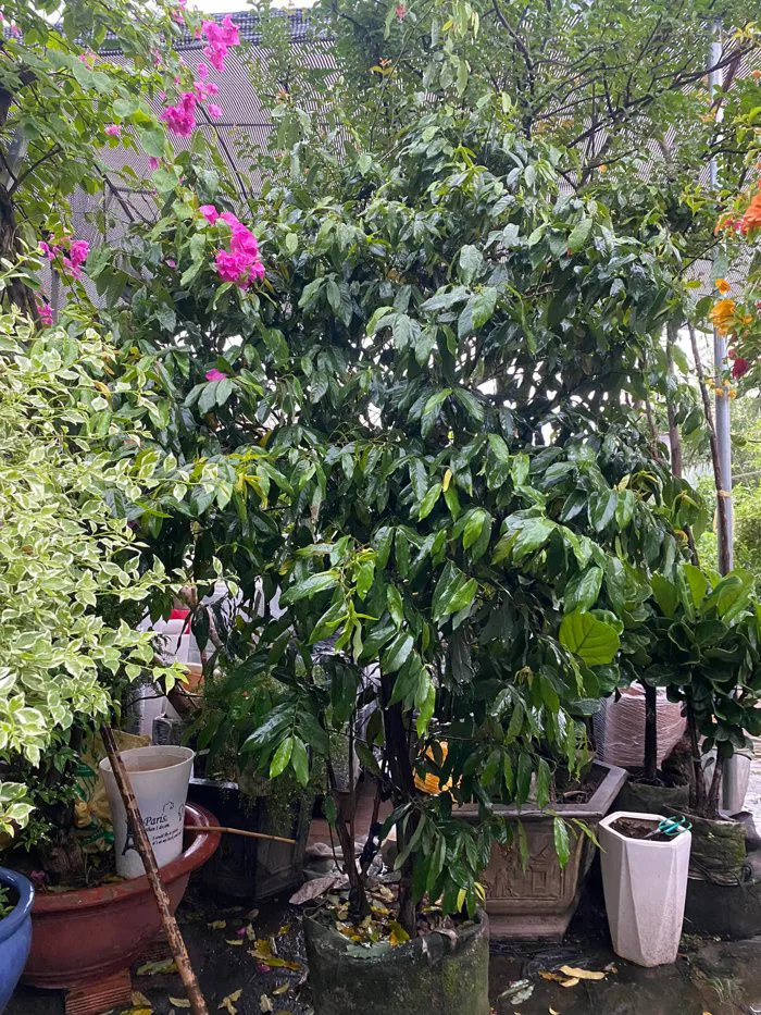 Cây Hoa Dẻ