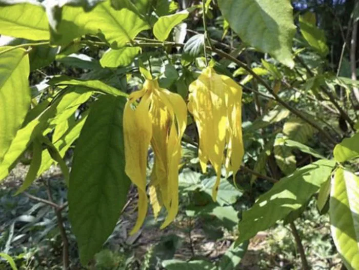 Funland] - Hoa dẻ - ai còn nhớ ? | Mạng xã hội OTOFUN