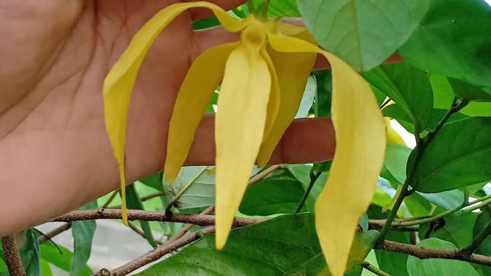 Phân Biệt Cây Hoa Dẻ Nếp Tẻ