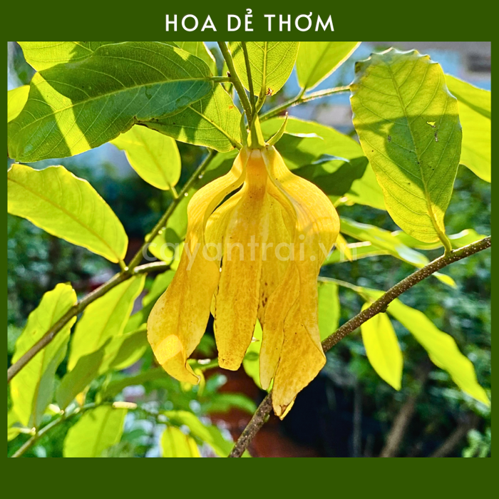 Cây Hoa Dẻ (Dẻ Thơm) - Hoàng Long Garden