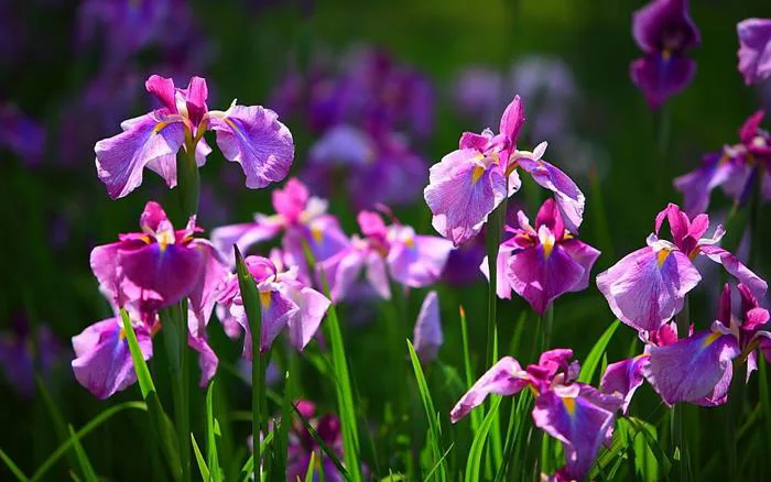 Ý nghĩa loại hoa diên vĩ (IRIS)– biểu tượng cho cái đẹp