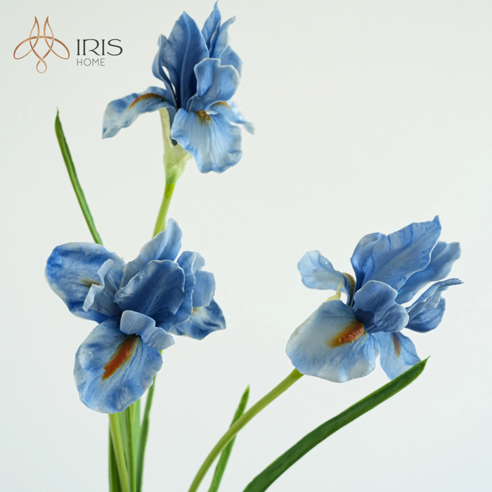 Hoa diên vỹ màu xanh nhạt phớt vàng – Iris Home
