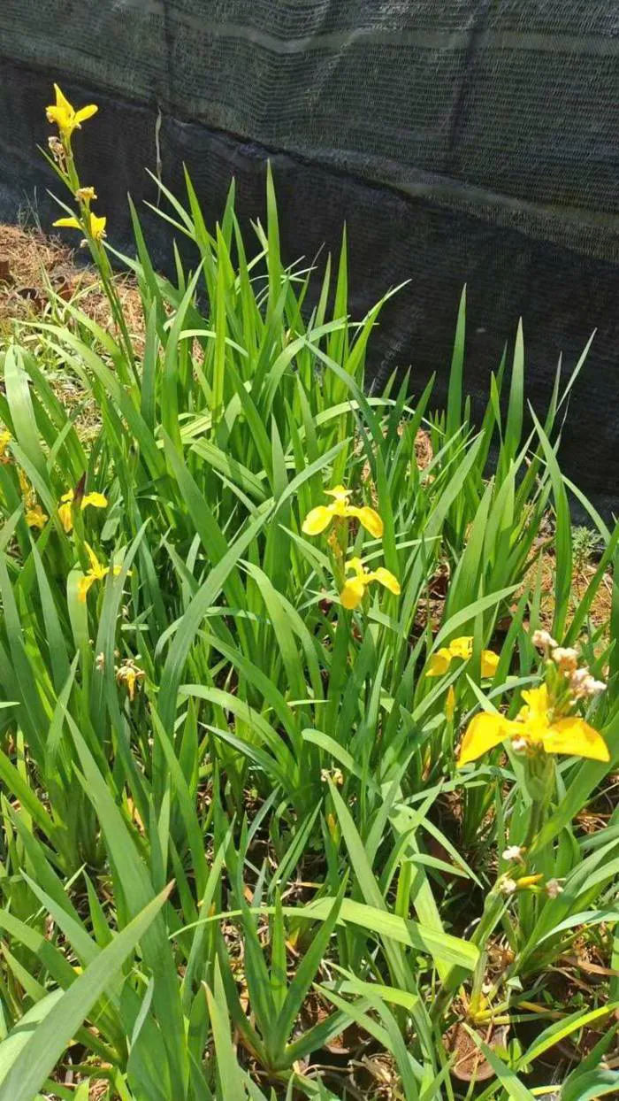 Chậu Hoa IRIS - Diên Vĩ giống màu vàng - Công Ty TNHH Trúc Vũ Farm