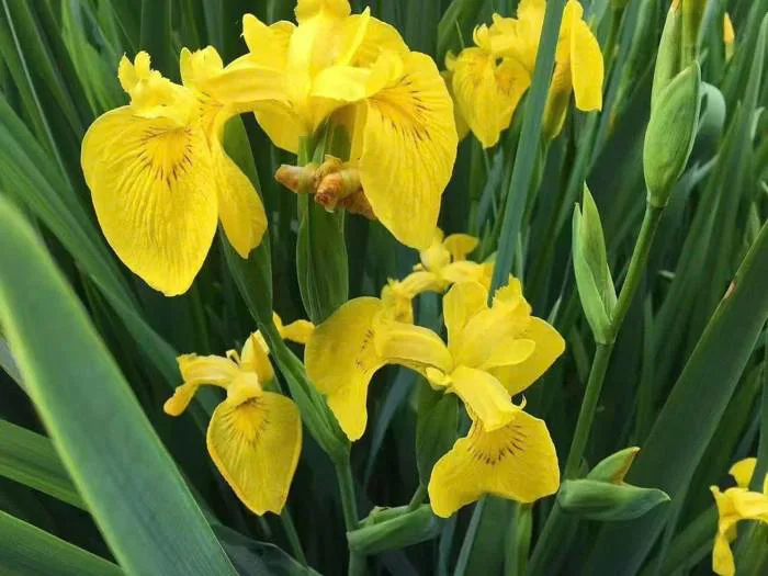 Chậu Hoa IRIS - Diên Vĩ giống màu vàng - Công Ty TNHH Trúc Vũ Farm