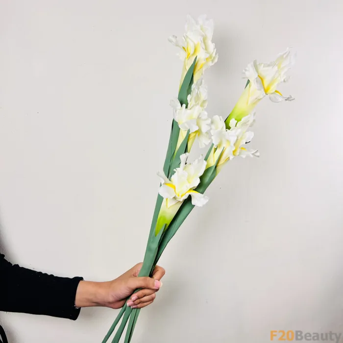 Hoa diên vĩ Iris màu trắng