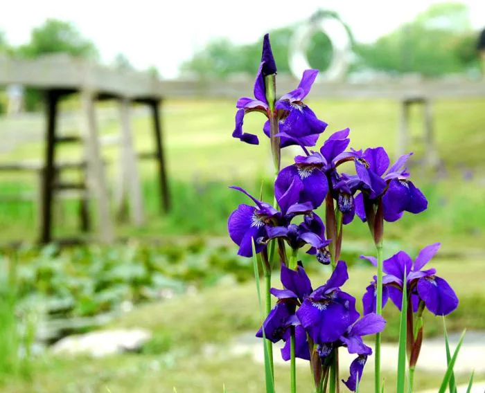 Ý nghĩa loại hoa diên vĩ (IRIS)– biểu tượng cho cái đẹp
