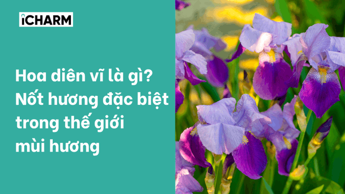 Hoa diên vĩ là gì? Nốt hương đặc biệt trong thế giới mùi hương | iCHARM