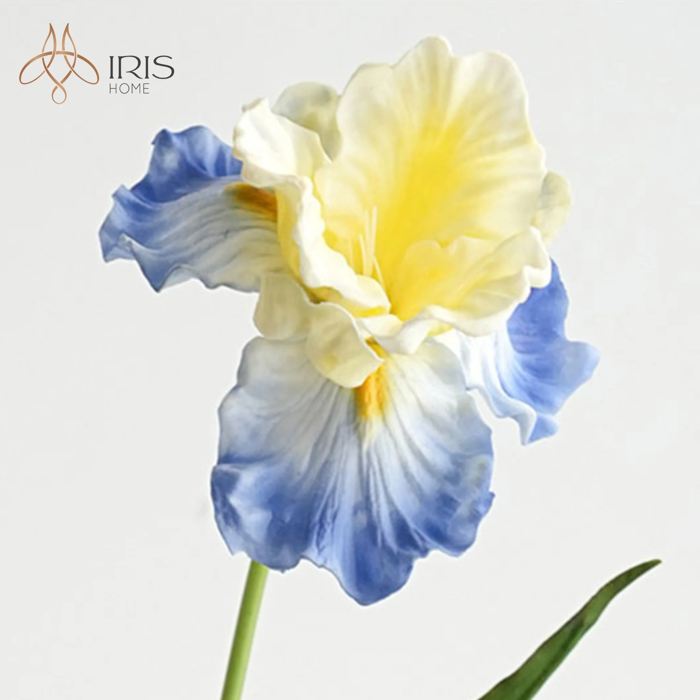 Hoa diên vỹ màu xanh nhạt phớt vàng – Iris Home