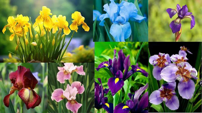 Cây Hoa Diên Vĩ - Ý Nghĩa Phong Thủy Không Thể Bỏ Qua