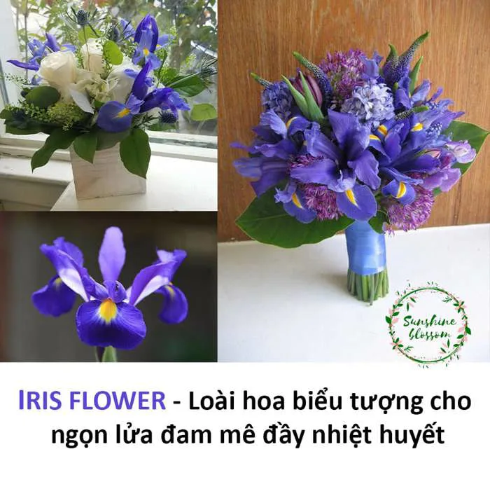 IRIS – HOA DIÊN VĨ | Sunshine Blossom