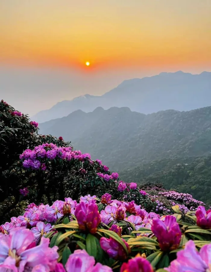 Ngắm hoa Đỗ quyên phủ tím núi rừng Lai Châu