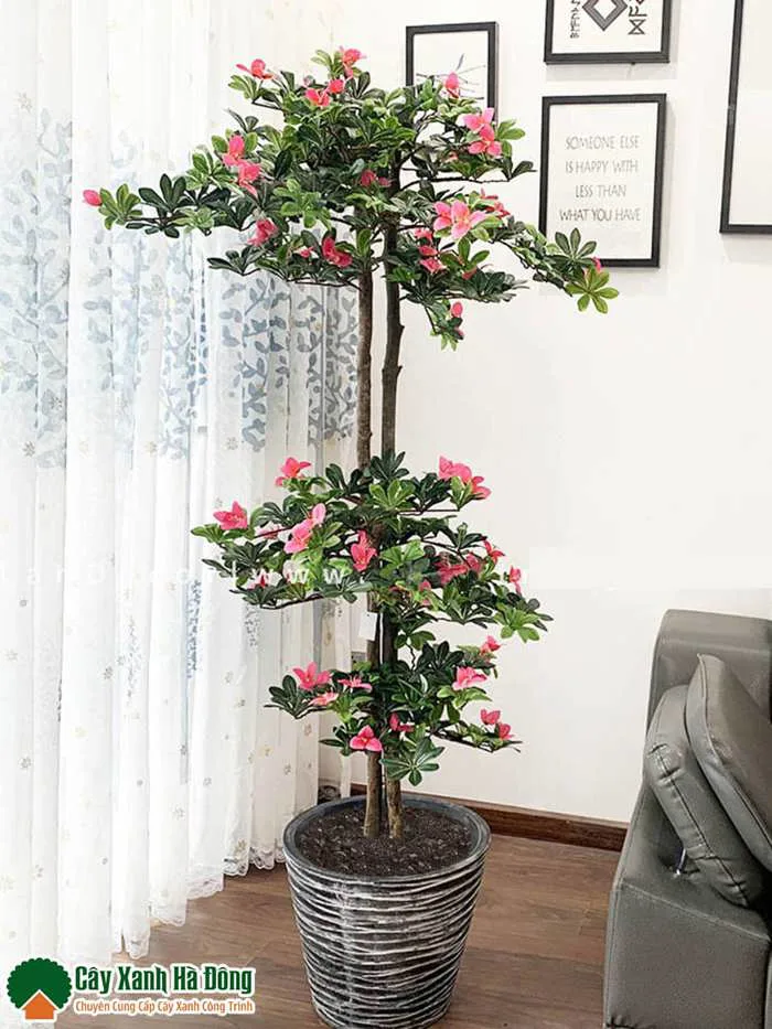 Cây Hoa Đỗ Quyên - Bán Cây Hoa Đỗ Quyên - Vườn Cây Xanh Hà Đông