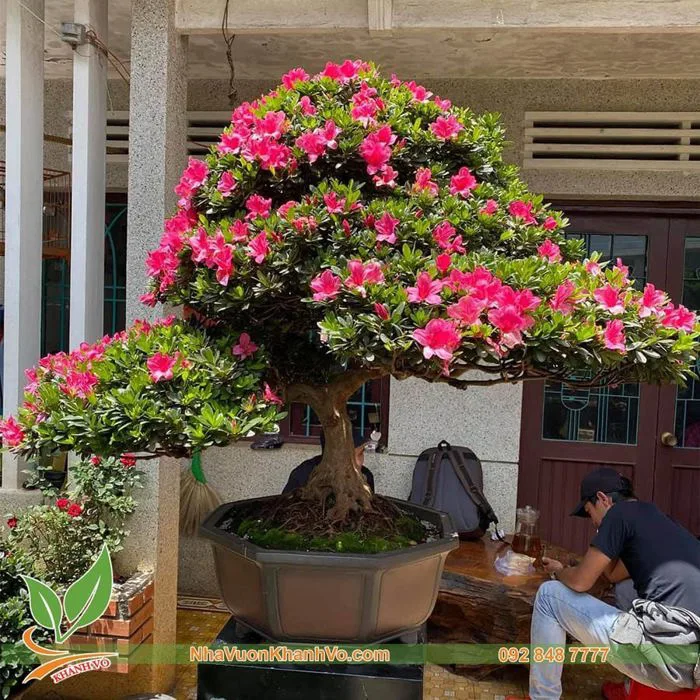 Cây Hoa Đỗ Quyên Cổ Thụ Sai Hoa – NHÀ VƯỜN KHÁNH VÕ - CÂY ĐỘC LẠ