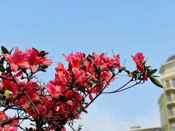 Mùa hoa đỗ quyên nở rực rỡ 'hút' khách du lịch đến Tam Đảo