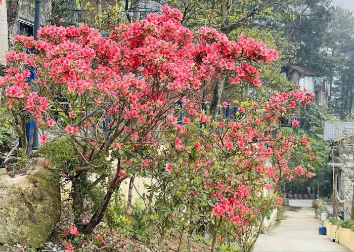 Mùa hoa đỗ quyên nở rực rỡ 'hút' khách du lịch đến Tam Đảo