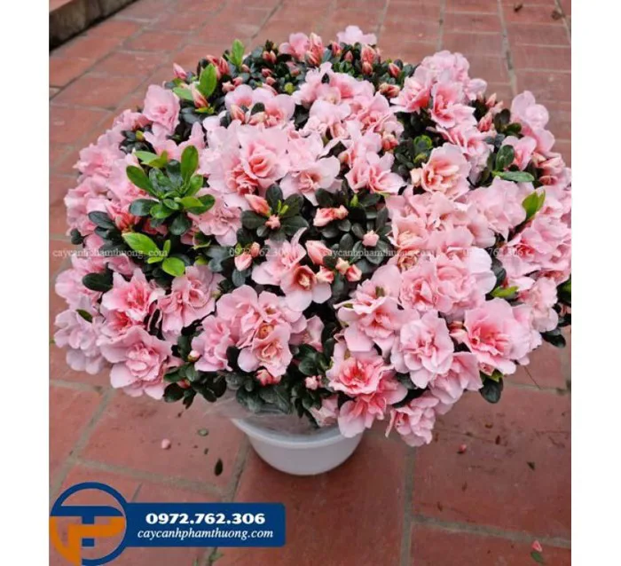 Cây hoa đỗ quyên - Cây Cảnh Phạm Thương