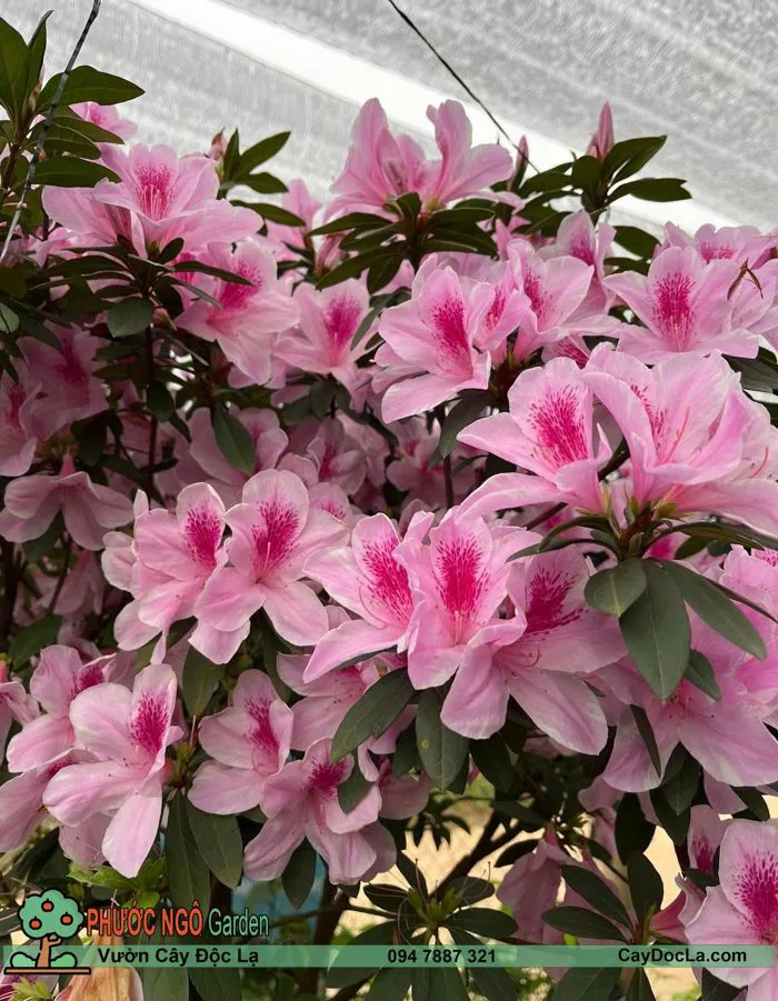 Hoa Đỗ Quyên Ta Màu Ly Hồng Phấn cao 80cm -