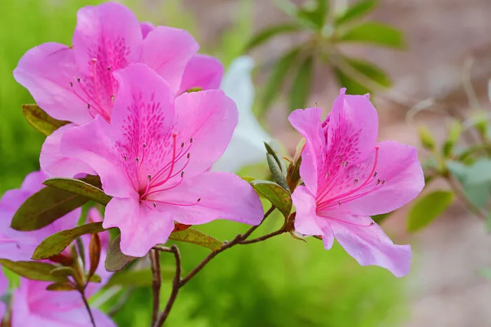 Ý nghĩa và biểu tượng hoa đỗ quyên - Cửa hàng hoa tươi May Flower
