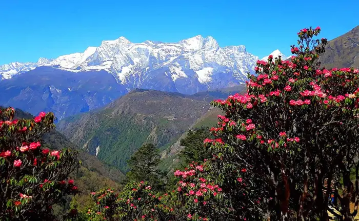 Kinh nghiệm săn ảnh hoa đỗ quyên Bhutan giữa cung trekking Himalaya 2026 -  Công ty Du Lịch Triều Hảo