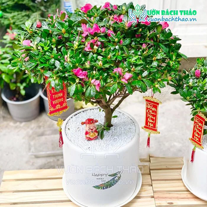 Cây Hoa Đổ Quyên Để Bàn