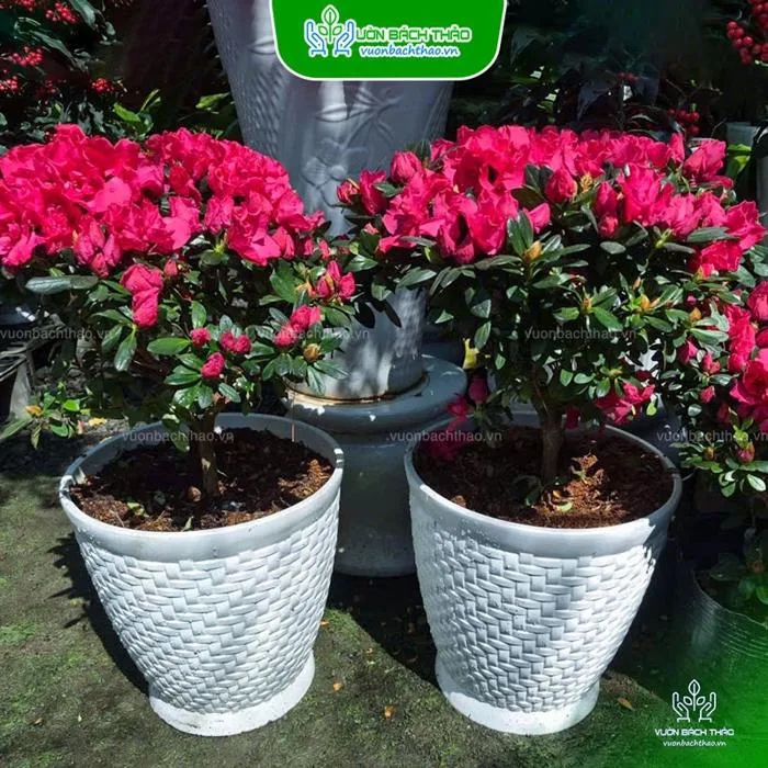 Cây Hoa Đỗ Quyên | Vườn Bách Thảo