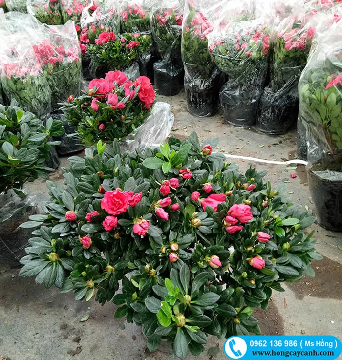 Bán cây hoa đỗ quyên đẹp, chơi tết, nhiều cỡ