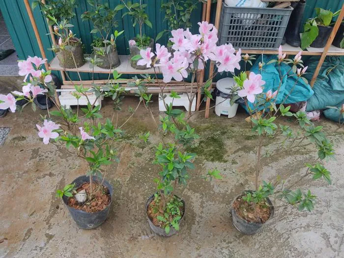 Hoa Đỗ Quyên Ta Màu Ly Hồng Phấn cao 80cm -