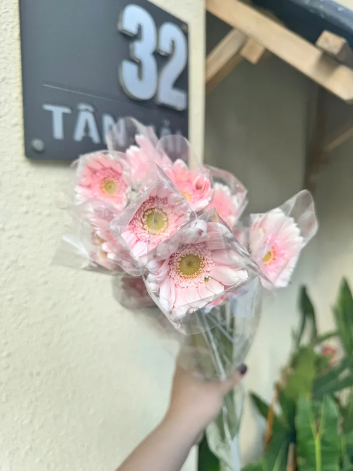 Hoa đồng tiền nhí hồng nhạt