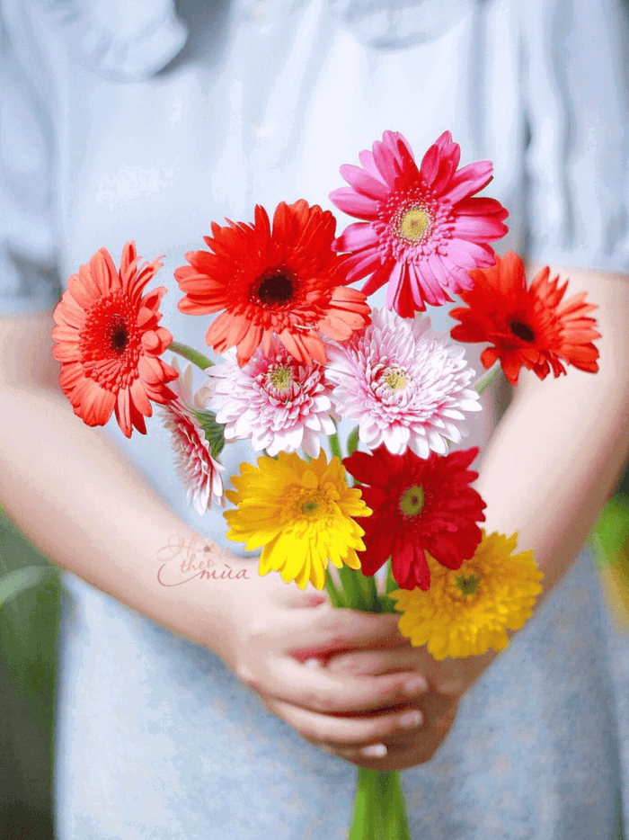 Hoa Đồng Tiền - Mang Vẻ Đẹp Rực Rỡ Và Ý Nghĩa Sâu Sắc