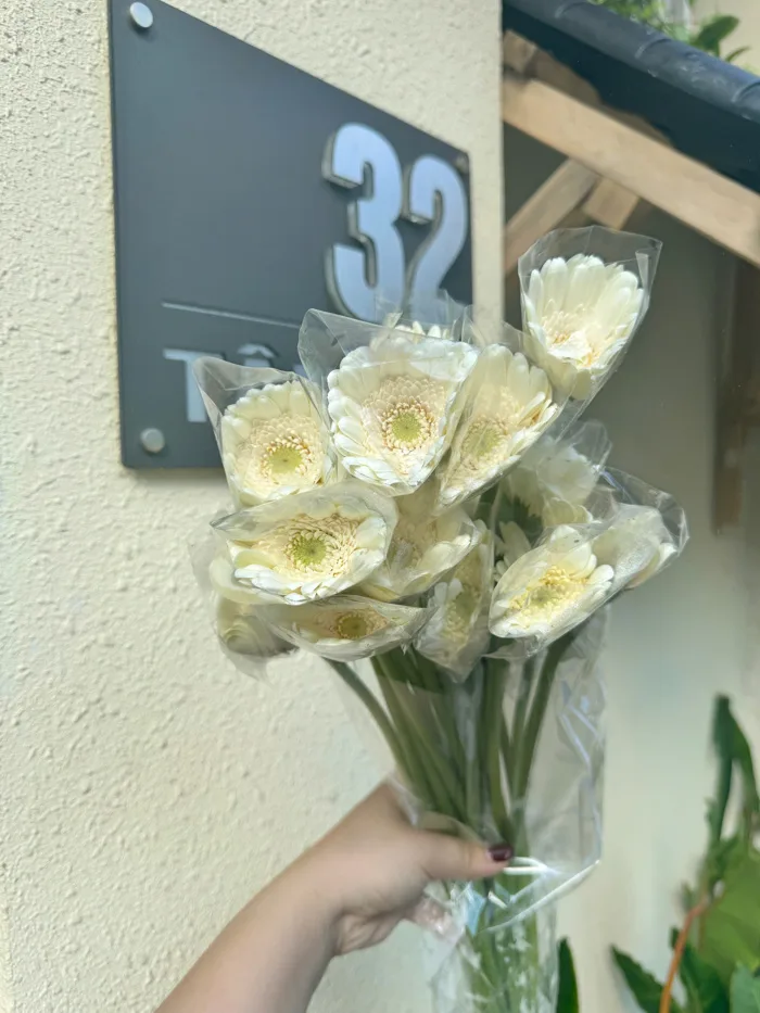 Hoa đồng tiền nhí trắng