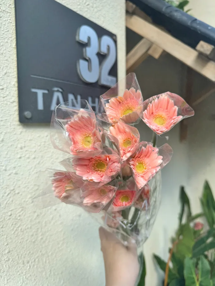 Hoa đồng tiền nhí cam đào
