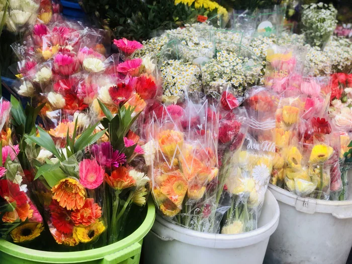 Giá hoa đồng tiền bật tăng liên tục trước ngày Thần Tài