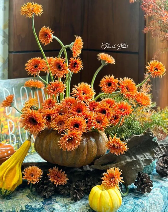 Hoa Đồng Tiền Cánh Xoăn Hồng - Pasta Gerbera daisies Hoanhapkimi.com