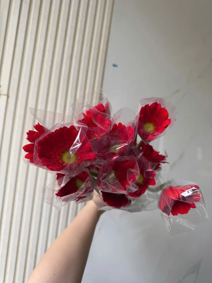 Hoa đồng tiền nhí đỏ