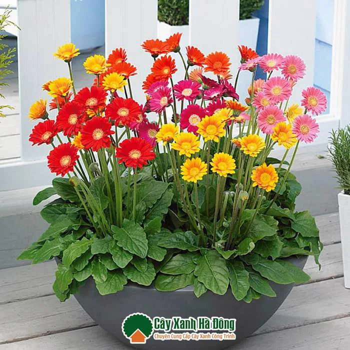 Cây Hoa Đồng Tiền - Bán Cây Hoa Đồng Tiền - Vườn Cây Xanh Hà Đông