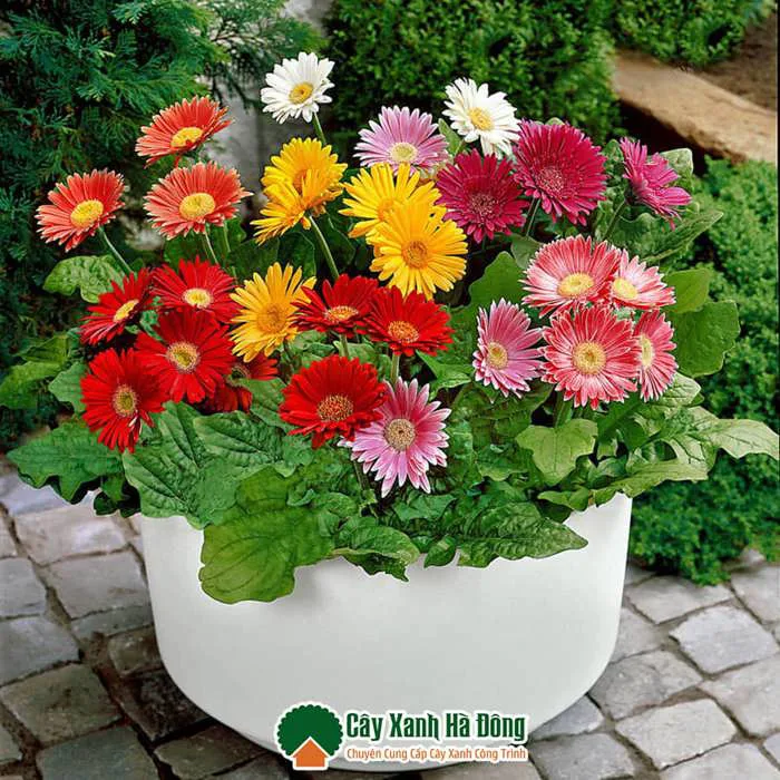 Cây Hoa Đồng Tiền - Bán Cây Hoa Đồng Tiền - Vườn Cây Xanh Hà Đông