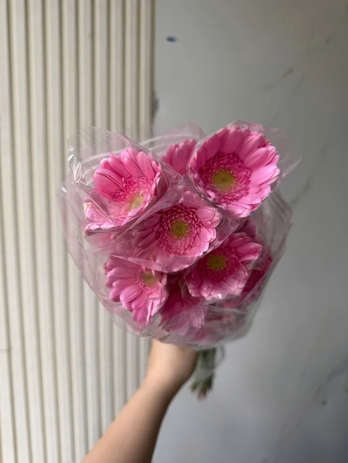 Hoa đồng tiền nhí hồng đậm