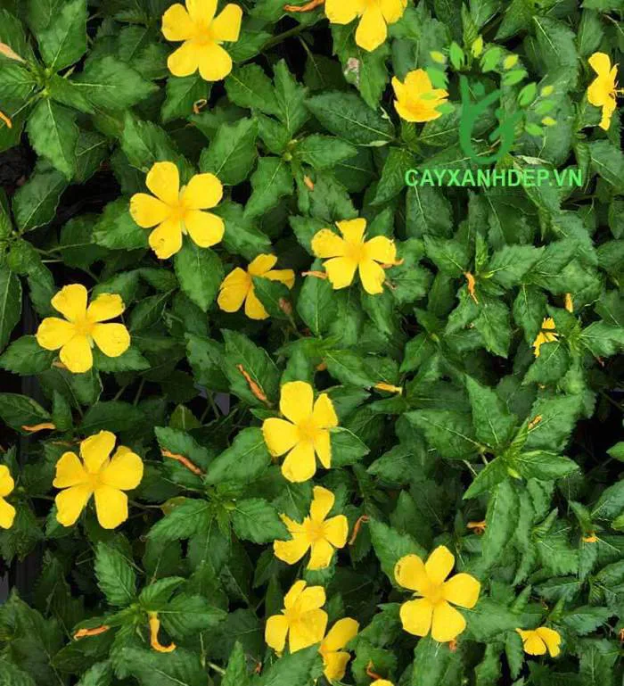 Dừa Cạn (Hoa Vàng) | Cây Xanh Đẹp