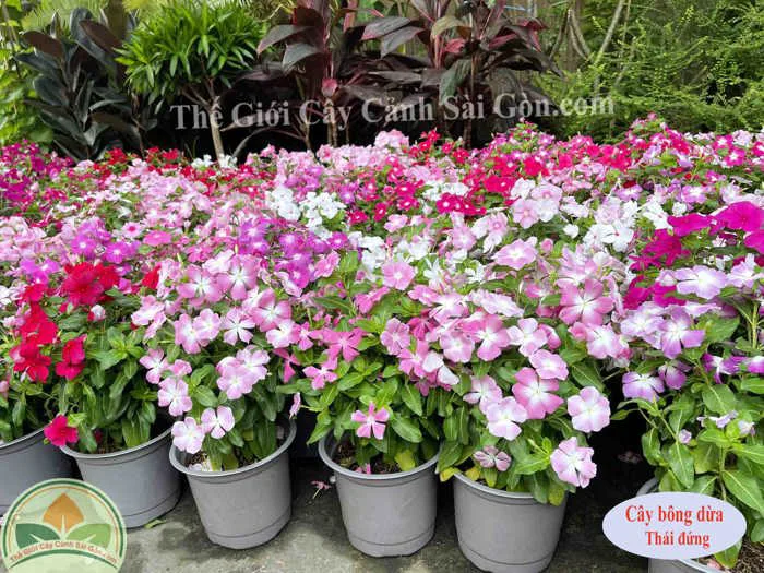 Cây bông dừa cạn ta - Thế Giới Cây Cảnh Sài Gòn