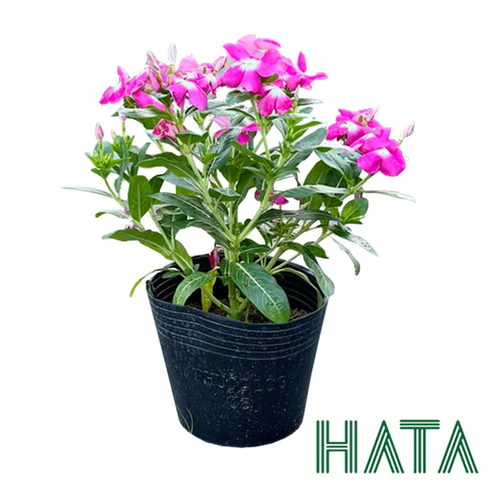 Cây Hoa Dừa Cạn cao 20 - 25cm