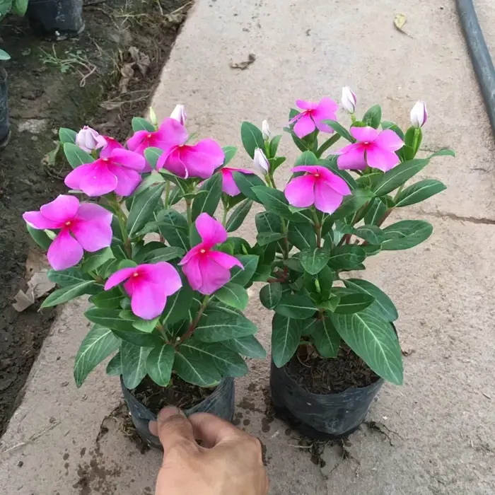 HOA DỪA CẠN TA - bầu cây đẹp đang hoa (có nhiều màu) | Lazada Việt Nam