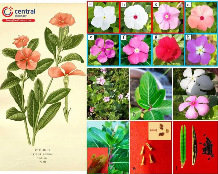 Cây Dừa cạn (Bông dừa, Trường xuân hoa - Catharanthus roseus) trị cao huyết  áp
