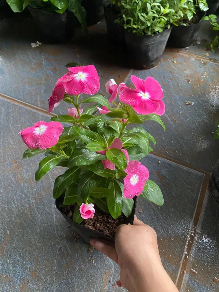 bầu hoa dừa cạn thái đủ màu trồng cảnh, trồng viền, trồng thảm, trồng công  trình - Công Ty TNHH Trúc Vũ Farm