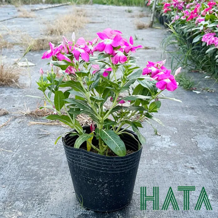 Cây Hoa Dừa Cạn cao 20 - 25cm