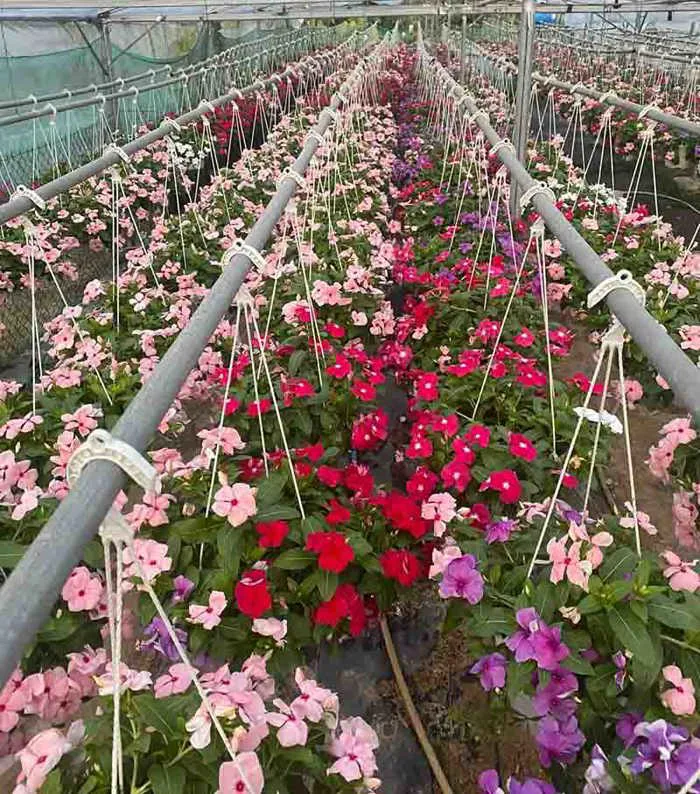 Cây hoa dừa cạn rũ chậu treo - Cây Cảnh Tam Kỳ - Phương Đông Garden