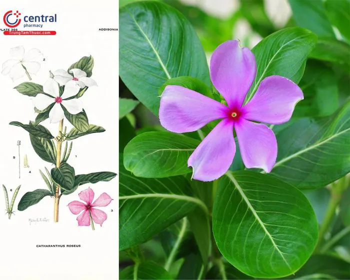 Cây Dừa cạn (Bông dừa, Trường xuân hoa - Catharanthus roseus) trị cao huyết  áp
