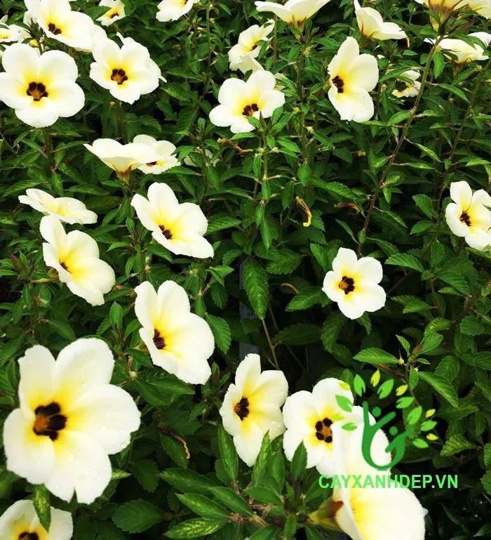 Dừa Cạn (Hoa Trắng) | Cây Xanh Đẹp